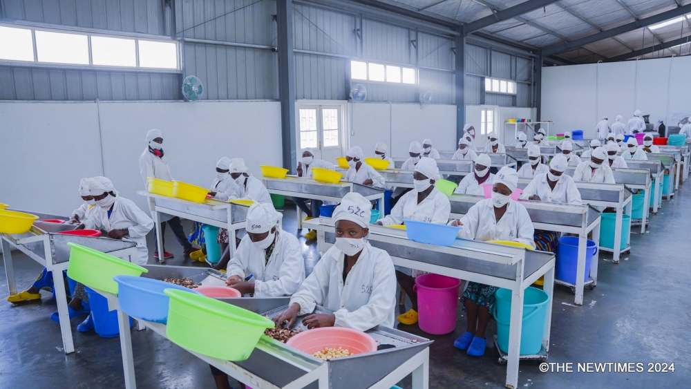 Employees were captured working at Rwanda Nuts, located in Gasabo District, Kigali. The factory processes the macadamia seeds for export. On February 7th 2024. Photo by Craish Bahizi