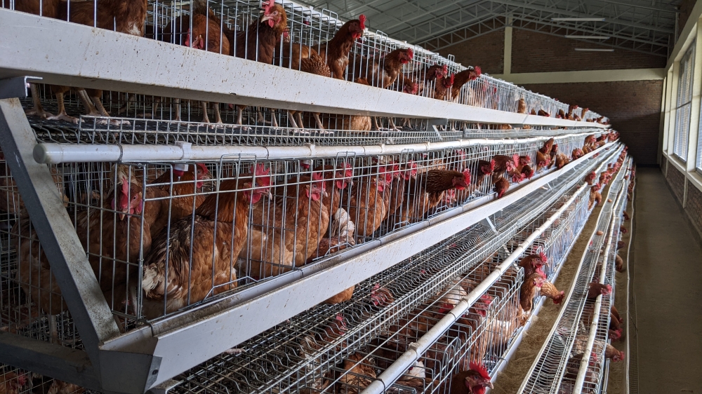 Egg-laying chickens provided to vulnerable families at Muhira four-storied model village located in Rugerero Sector, Rubavu District/Photo by Germain Nsanzimana
