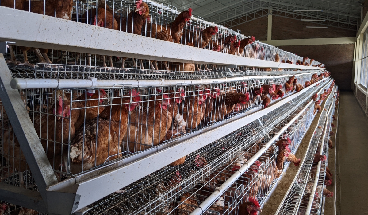 Egg-laying chickens provided to vulnerable families at Muhira four-storied model village located in Rugerero Sector, Rubavu District/Photo by Germain Nsanzimana