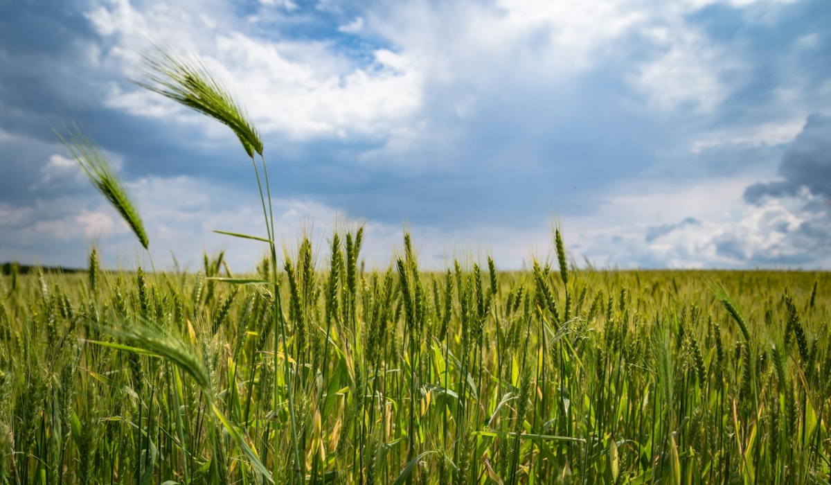 Paddy rice production in 2023 amounted to 133,628 tonnes, 1,446 tonnes less than the 135,074 tonnes recorded in the previous year, in Rwanda. On February 21, 2024, the country enacted legislation governing biosafety, aimed at ensuring the safe handling, transfer, and use of genetically modified organisms (GMOs) food in the country.