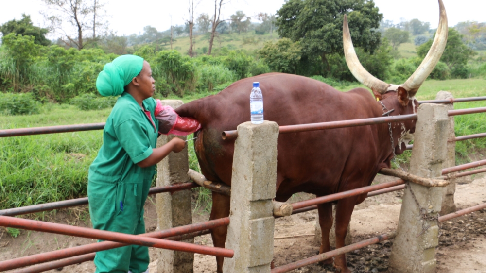 A veterinarian conducts artificial insemination at former ISAR&#039;s farm in Bugesera District. The University of Rwanda (UR) has announced significant reforms, including the establishment of a dedicated College of Veterinary Medicine, Animal Production and sciences that will be set in Nyagatare District. Sam Ngendahimana