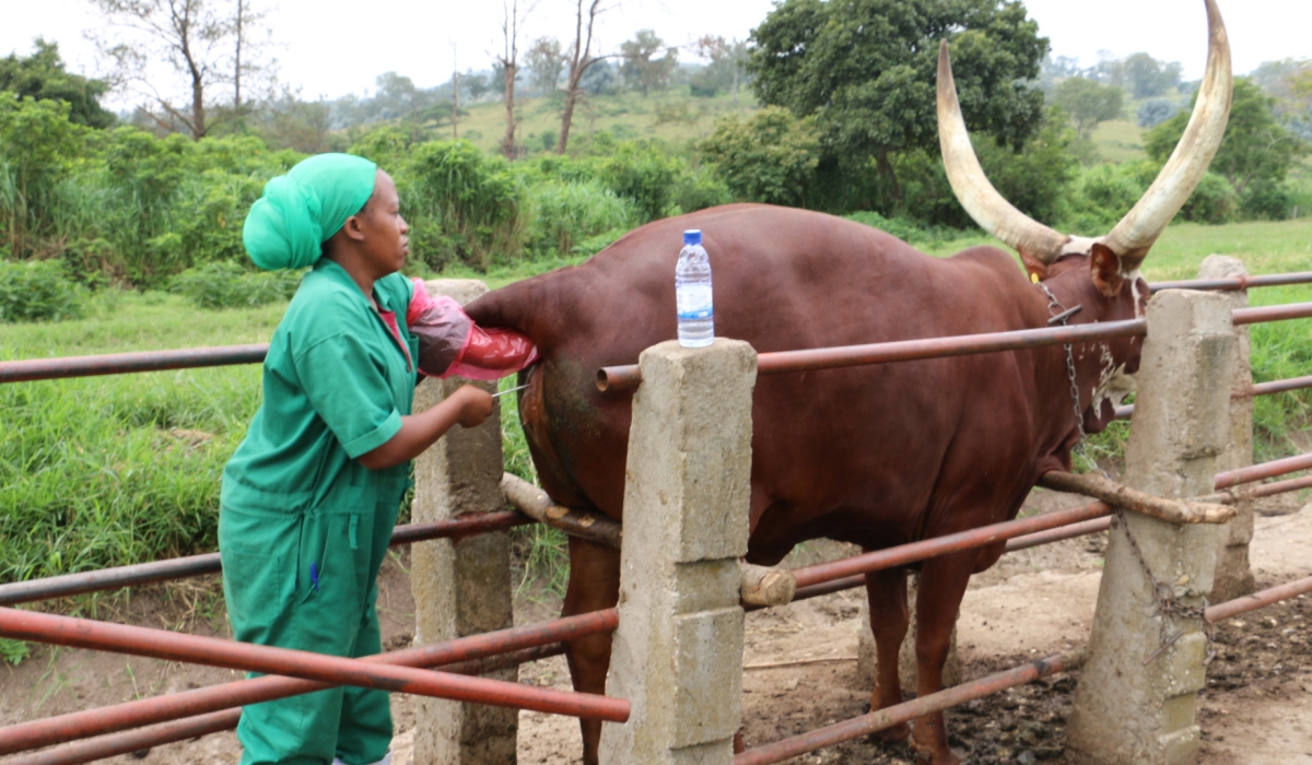 A veterinarian conducts artificial insemination at former ISAR&#039;s farm in Bugesera District. The University of Rwanda (UR) has announced significant reforms, including the establishment of a dedicated College of Veterinary Medicine, Animal Production and sciences that will be set in Nyagatare District. Sam Ngendahimana
