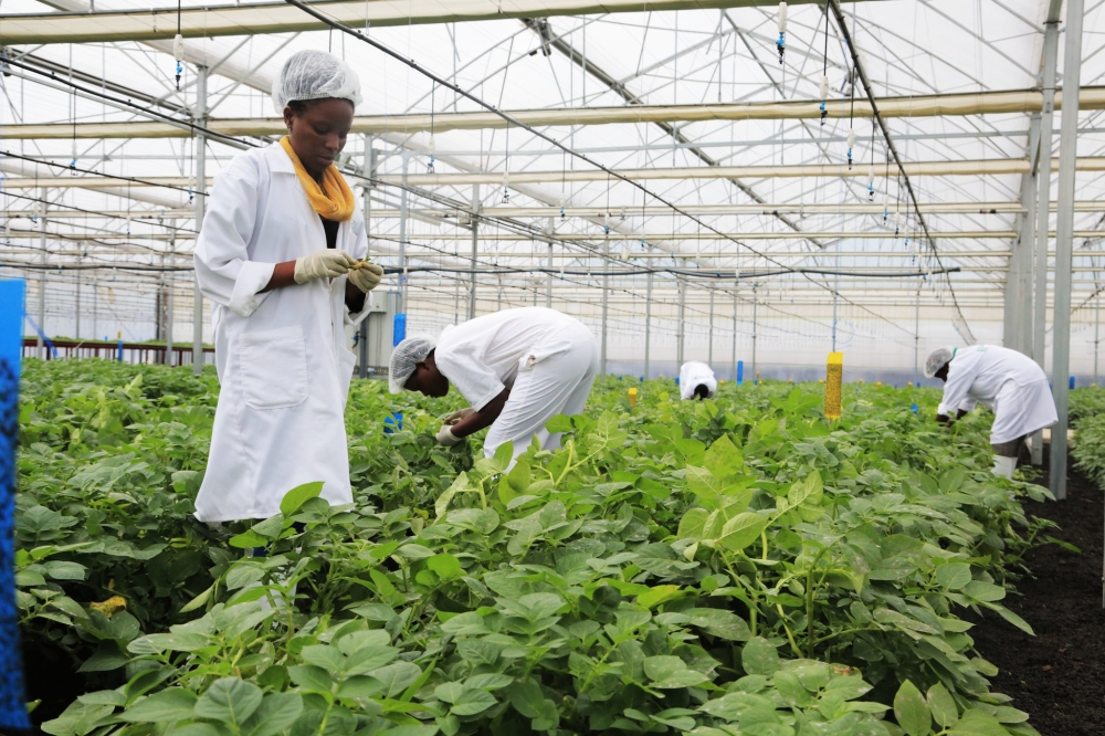 Agric workers sorting a new Irish potato variety that is grown in a greenhouse in Kinigi Sector in Musanze District. Rwanda, on February 21, promulgated a law governing biosafety, which seeks to ensure that genetically modified organisms (GMOs) are handled, transferred and used safely in the country. PHOTO BY SAM NGENDAHIMANA