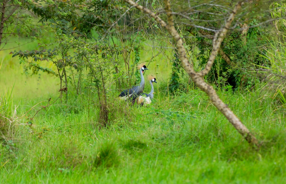 Rugezi wetland in Burera District has registered an increase in grey-crowned crane population following its restoration. Courtesy