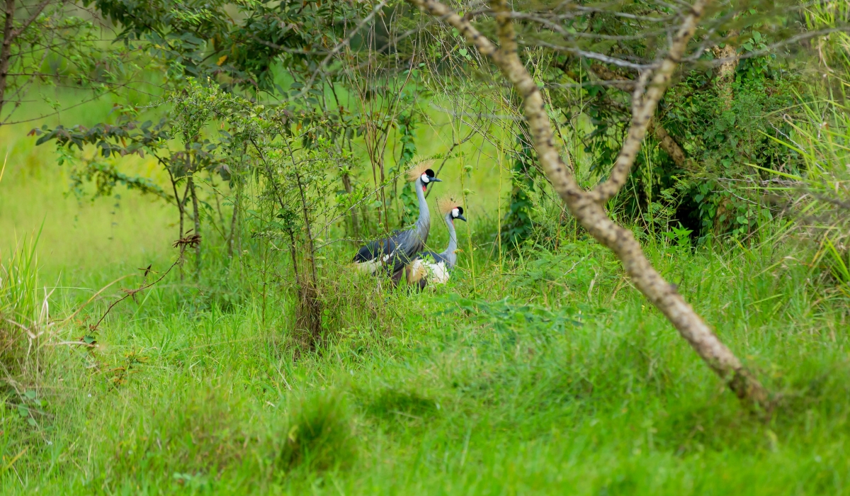 Rugezi wetland in Burera District has registered an increase in grey-crowned crane population following its restoration. Courtesy