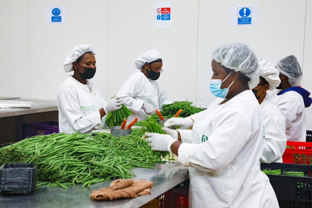 Workers sort green beans for exprort in January. The agricultural sector contributed 27 per cent to the economy. Photo: Chelsea Nkubito