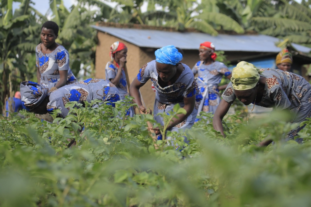 Women in Tuzamurane Cooperative work in their potato plantation in Musanze District. PHOTO: SAM NGENDAHIMANA