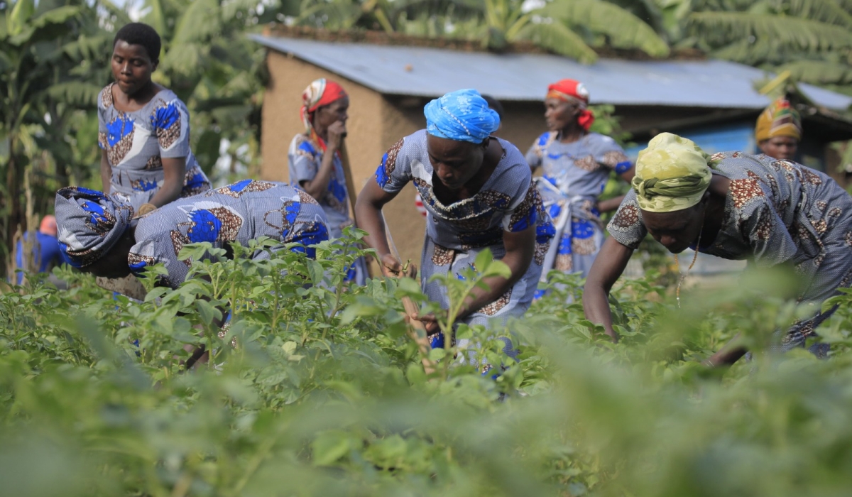 Women in Tuzamurane Cooperative work in their potato plantation in Musanze District. PHOTO: SAM NGENDAHIMANA