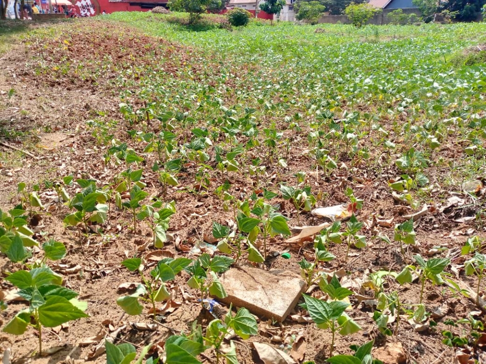 A beans plantation hit by the sun as the country experienced average maximum temperature ranging between 20 degrees Celsius and 30 degrees Celsius. Courtesy