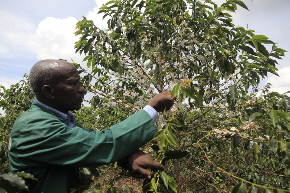 Coffee farmer Mutibagirana sorts his plantation in Karenge sector, Rwamagana District. Photo by Sam Ngendahimana