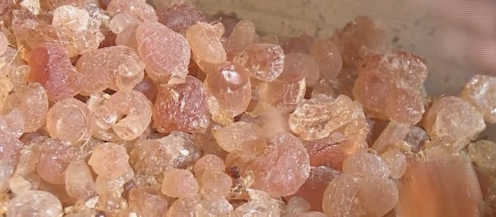 In December 2020, the South Sudan government launched the export of Gum Arabic, also known as Acacia Gum, for the first time to the international market in a bid to reduce the overreliance on oil revenue. The country has large quantities of the Gum Arabic trees in the central, western, and northern parts of the country. Net photo.