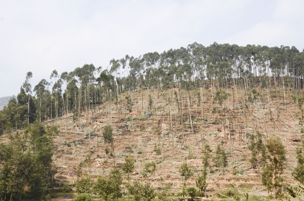 The new bill is prohibiting the harvesting of ‘immature trees’, and obliging residents to always seek permits to be allowed to cut mature trees. Sam Ngendahimana