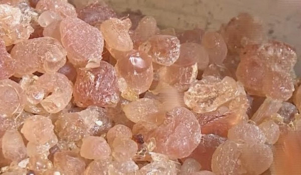 In December 2020, the South Sudan government launched the export of Gum Arabic, also known as Acacia Gum, for the first time to the international market in a bid to reduce the overreliance on oil revenue. The country has large quantities of the Gum Arabic trees in the central, western, and northern parts of the country. Net photo.