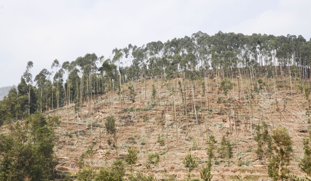 The new bill is prohibiting the harvesting of ‘immature trees’, and obliging residents to always seek permits to be allowed to cut mature trees. Sam Ngendahimana