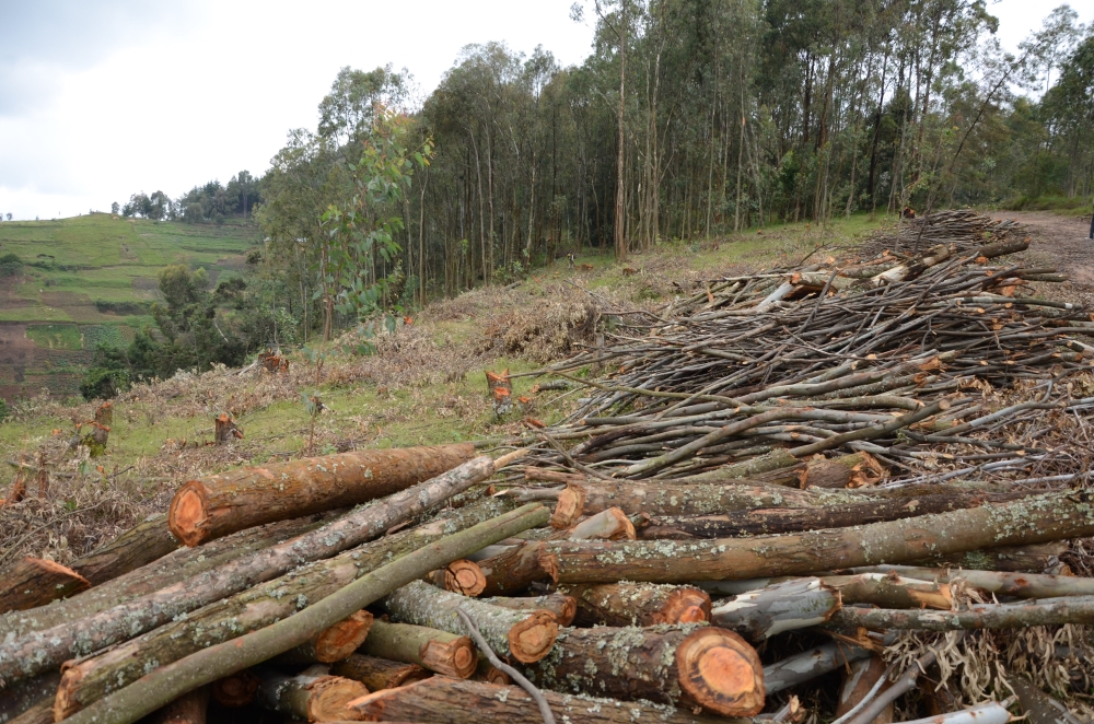 A forest that is harvested in Ruli Sector in Gakenke District. Parliament, on March 25, passed a bill governing forests and trees that  prohibits Rwandans from cutting immature trees. PHOTO BY SAM NGENDAHIMANA