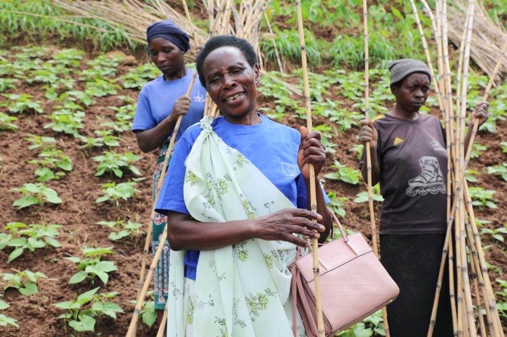 Farmers in Rutsiro and Rubavu districts welcomed the bio-fortified beans, sweet potatoes seedlings that will help combat malnutrition. Photos by Germain Nsanzimana