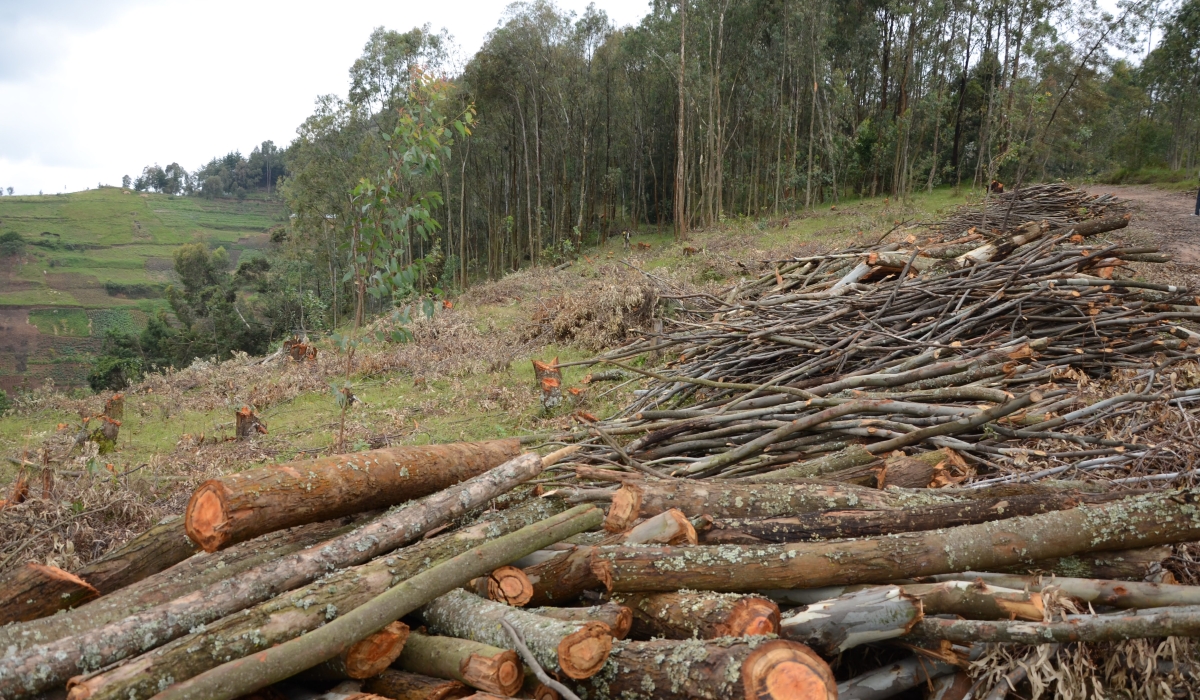 A forest that is harvested in Ruli Sector in Gakenke District. Parliament, on March 25, passed a bill governing forests and trees that  prohibits Rwandans from cutting immature trees. PHOTO BY SAM NGENDAHIMANA