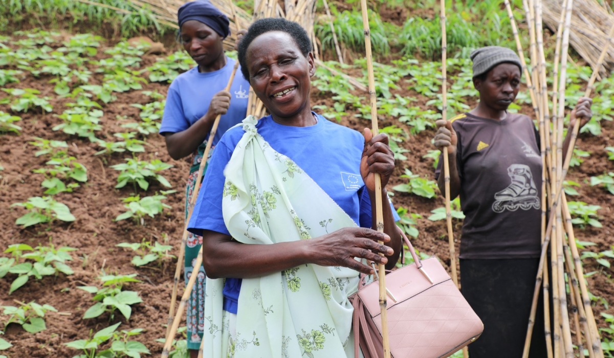 Farmers in Rutsiro and Rubavu districts welcomed the bio-fortified beans, sweet potatoes seedlings that will help combat malnutrition. Photos by Germain Nsanzimana