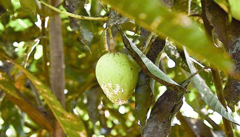 Pests known as &#039;mealybugs&#039; have wreaked havoc on mango crops, causing a shortage in markets across Kigali city. File