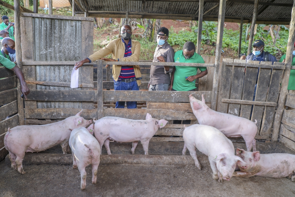 African swine fever has killed about 82 pigs in Rusizi District, officials reported. File