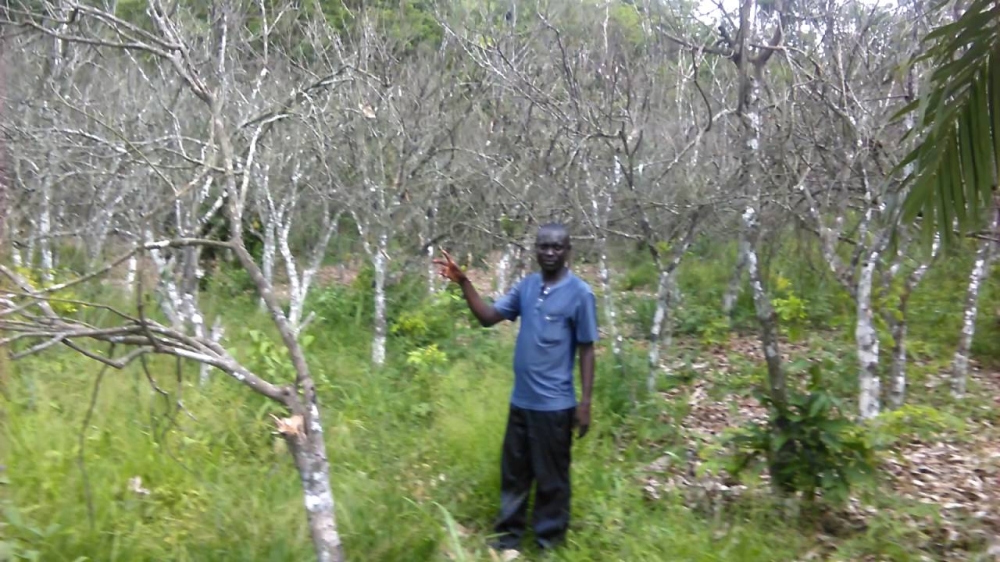 A cocoa farmer in his plantations that were affected by drought in Ivory Coast.  According to the researchers climate change in West Africa hikes chocolate prices. Courtesy