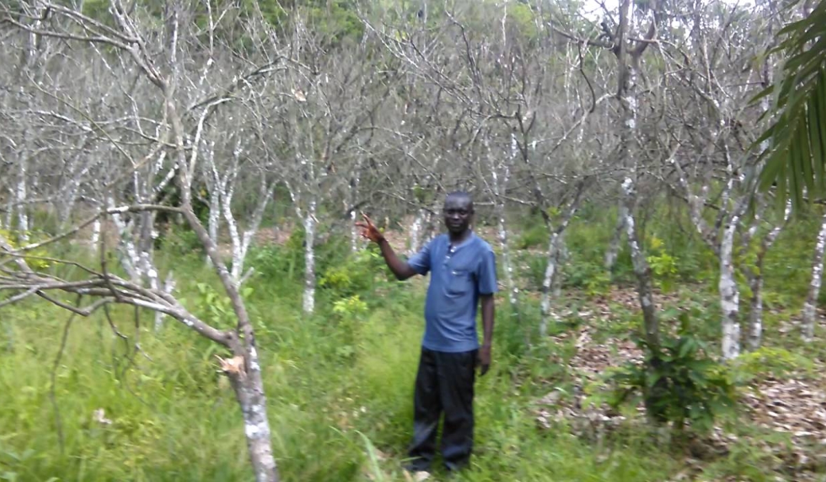 A cocoa farmer in his plantations that were affected by drought in Ivory Coast.  According to the researchers climate change in West Africa hikes chocolate prices. Courtesy