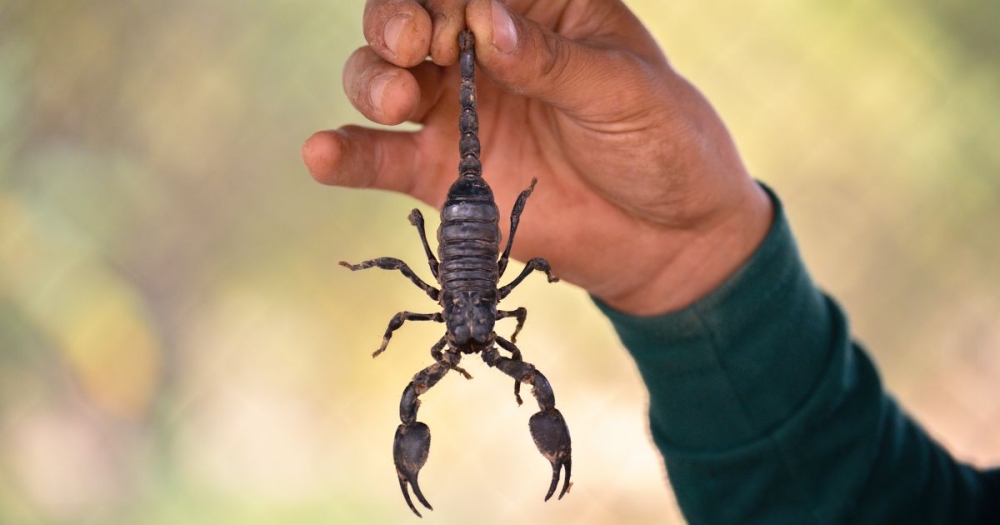 The most common scorpion in Rwanda is the Hemiscorpius lepturus, known for its potent venom. Courtesy