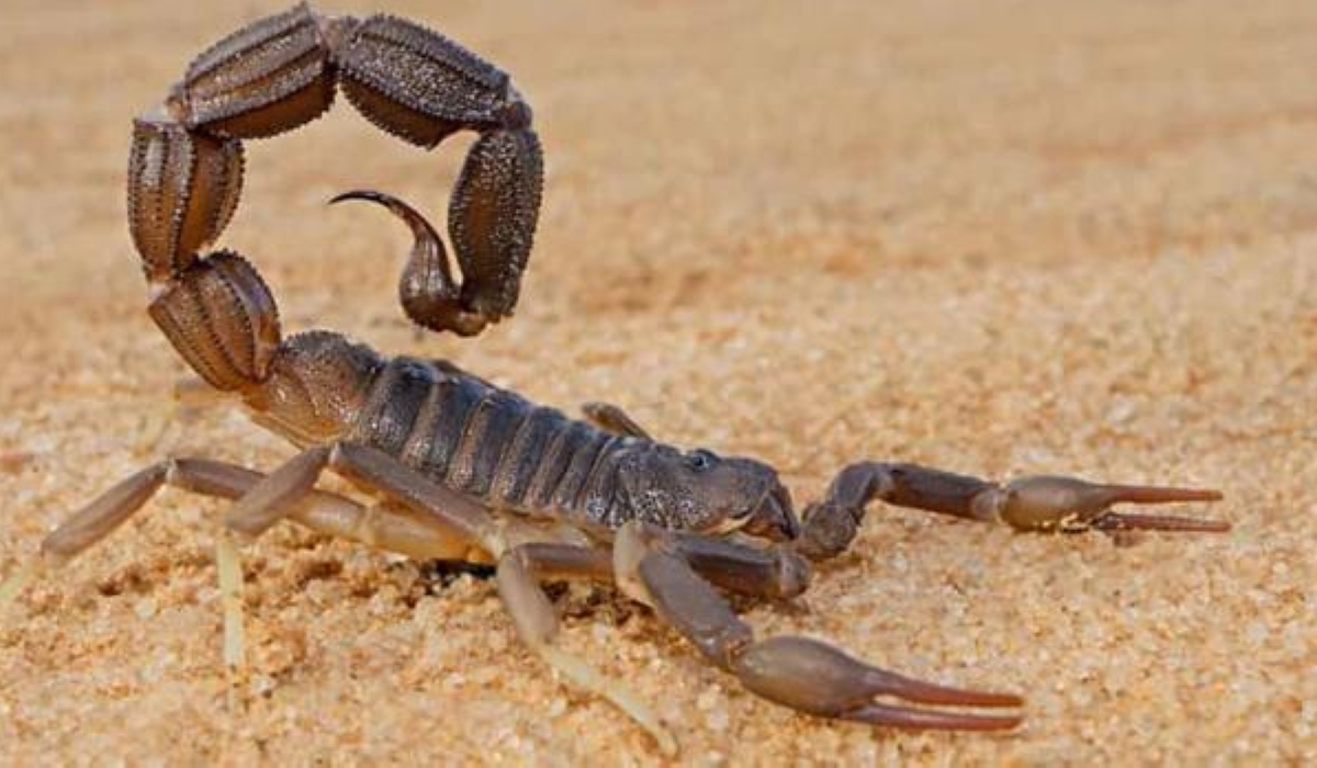 Rwanda Biomedical Center (RBC) has alerted residents about scorpions in their houses, compounds, and environments. Internet