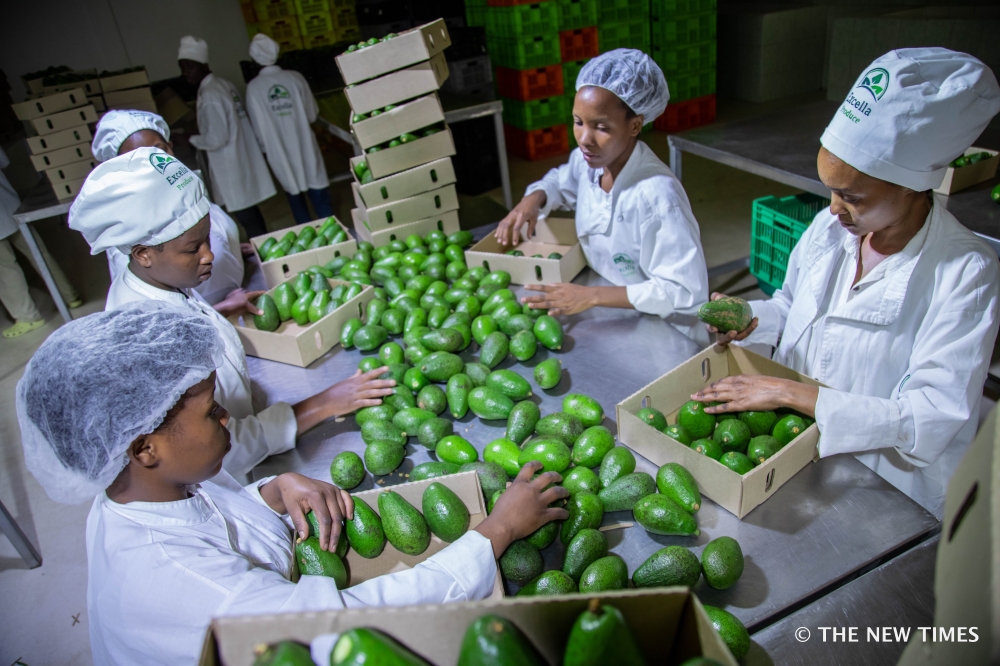 Workers packaging avocadoes for exports at NAEB packhouse in Gikondo. Rwanda’s fruit, vegetable and flower exports generated $46 million from July in 2023 to February in 2024. File