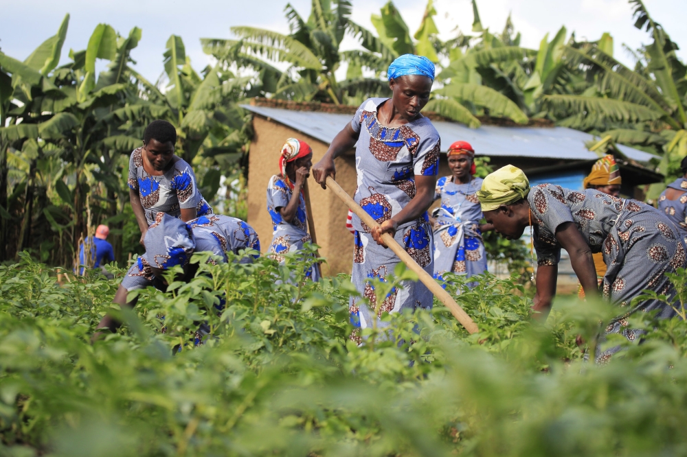 Members of Tuzamurane Cooperative work in their potato plantation in Musanze District. Sam Ngendahimana