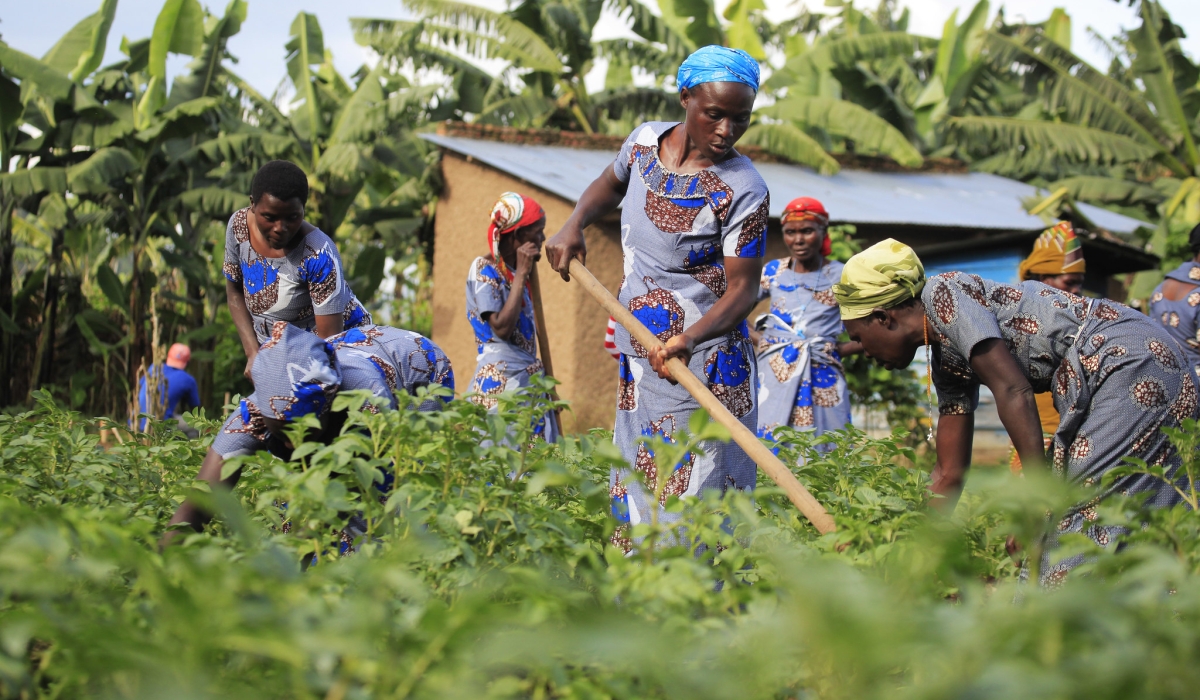 Members of Tuzamurane Cooperative work in their potato plantation in Musanze District. Sam Ngendahimana