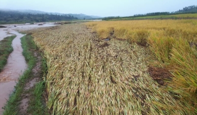 A view of river Rubyiro burst its banks and damaged rice plantation in Rusizi District. File