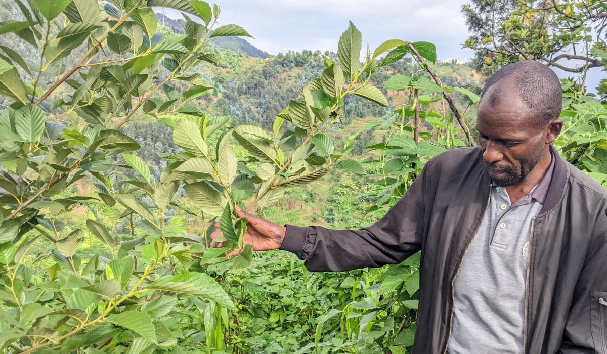 CND project, will cover 250,000 hectares with forest restoration, and expand agroforestry over 2,000 hectares. Photos by Germain Nsanzimana