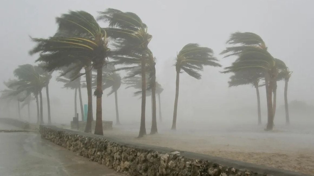 Trees swaying in different directions in a stormy weather. PHOTO _ THE CITIZEN _ NMG