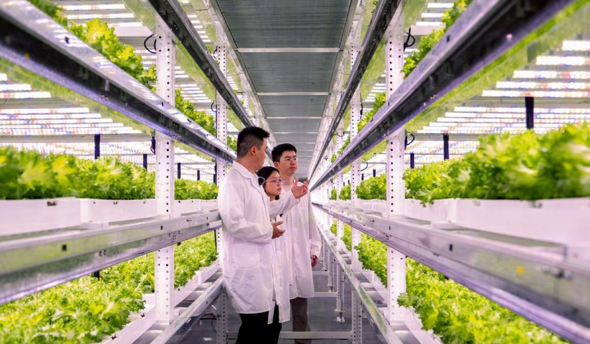 Two visitors (1st R and 2nd R) visit a plant factory at Sananbio in Anxi County of Quanzhou, southeast China&#039;s Fujian Province, May 8, 2024. (Xinhua/Wei Peiquan)
