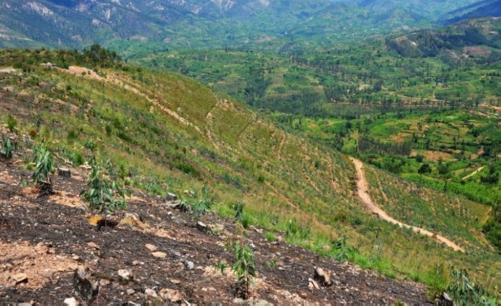 Rwanda committed to restoring two million hectares of land by 2030 through the Bonn Challenge. Photo: Sam Ngendahimana.