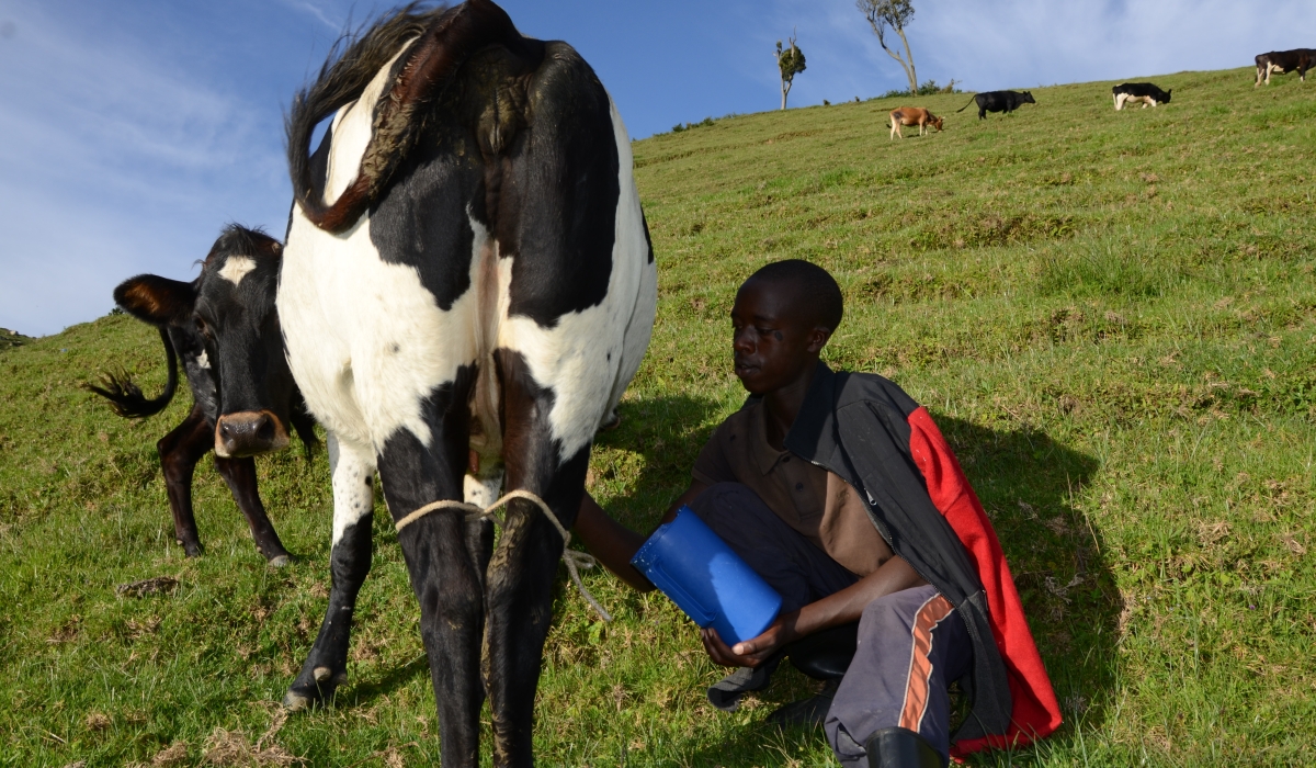 Rwanda Agriculture and Animals Resources Board (RAB) has warned against poor milking hygiene in Gishwati cattle farms. Photo by Sam Ngendahimana