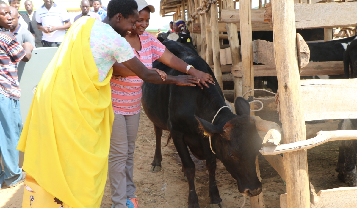 A citizen receives a cow under Girinka, the one cow per poor family programme. Despite some challenges, which were identified and fixed, Girinka played a major role in alleviating poverty and improving nutrition for poor rural families. (Sam Ngendahimana)