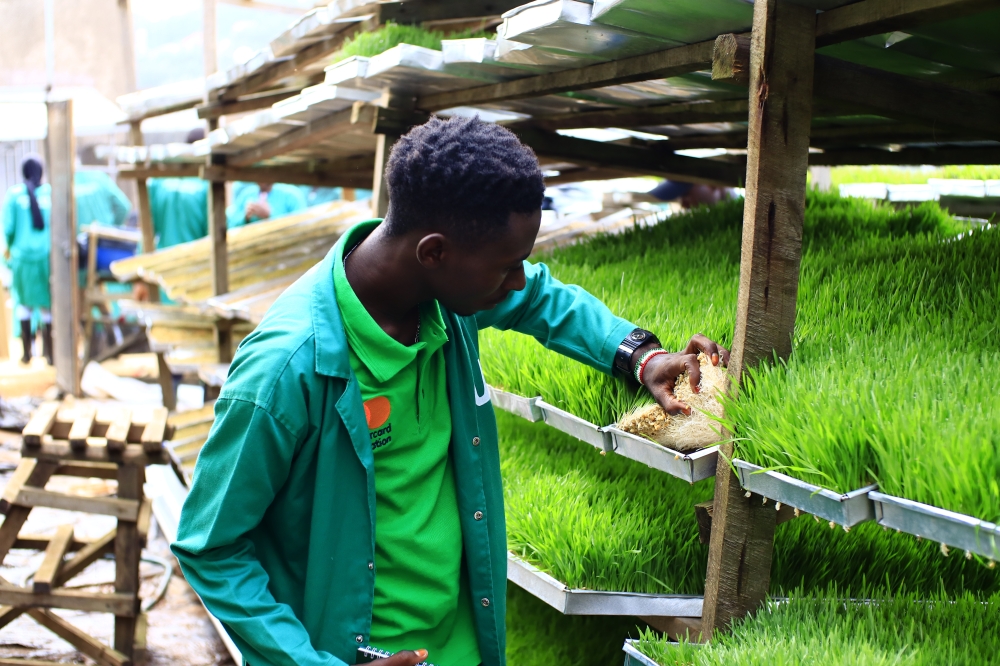 A worker sorting seedlings in Nyagatare. Rwanda Agriculture and Animal Resources Development Board (RAB) is engaging farmers and the private sector in hydroponic fodder cultivation. Courtesy