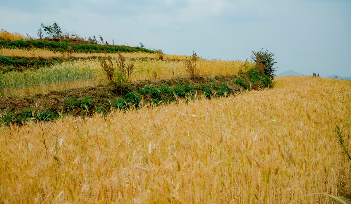 A view of a wheat farm on terraces in Gakenke District. The six-year project is also contributing in increasing the agricultural produce.