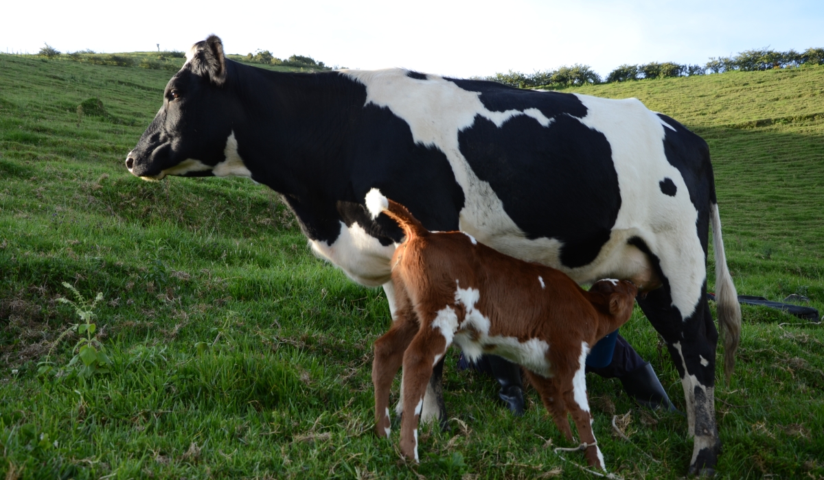 Dairy farmers have decried the lack of water in Gishwati farms. File