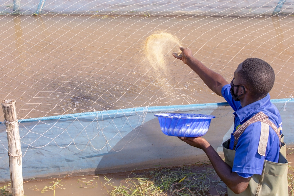 A fish farmer feeding his fish in Rubavu District. File