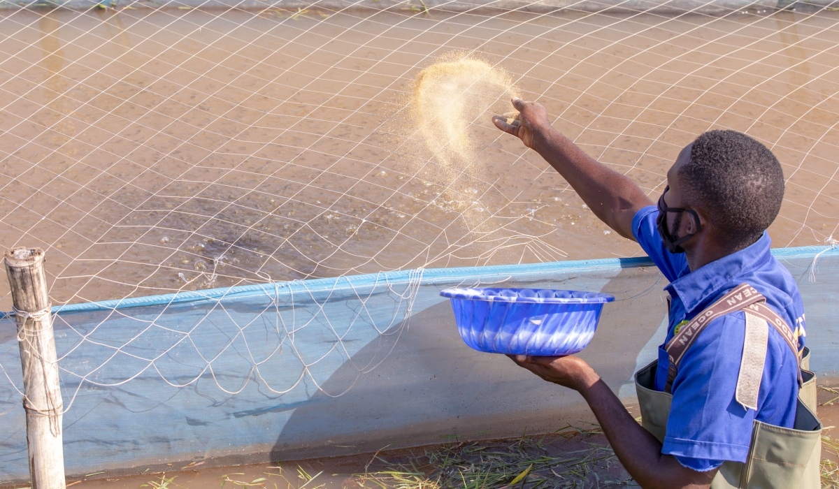 A fish farmer feeding his fish in Rubavu District. File