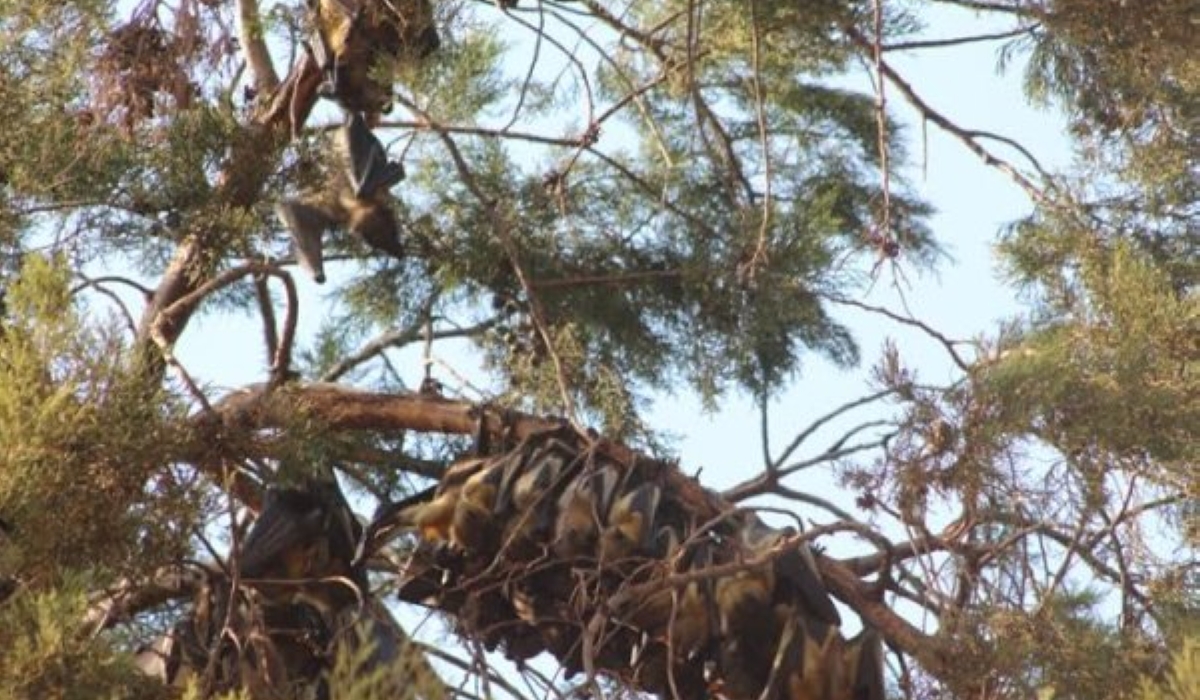 The Ministry of Health plans to adopt advanced technologies, including GPS tracking, to monitor bat migration and behaviour. Courtesy