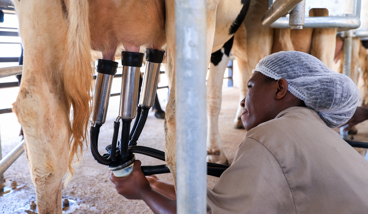 According to the Ministry of Agriculture’s report, in 2023-2024, Rwanda achieved an annual milk production of one million tonnes, representing 85.7 per cent of the target. Olivier Mugwiza