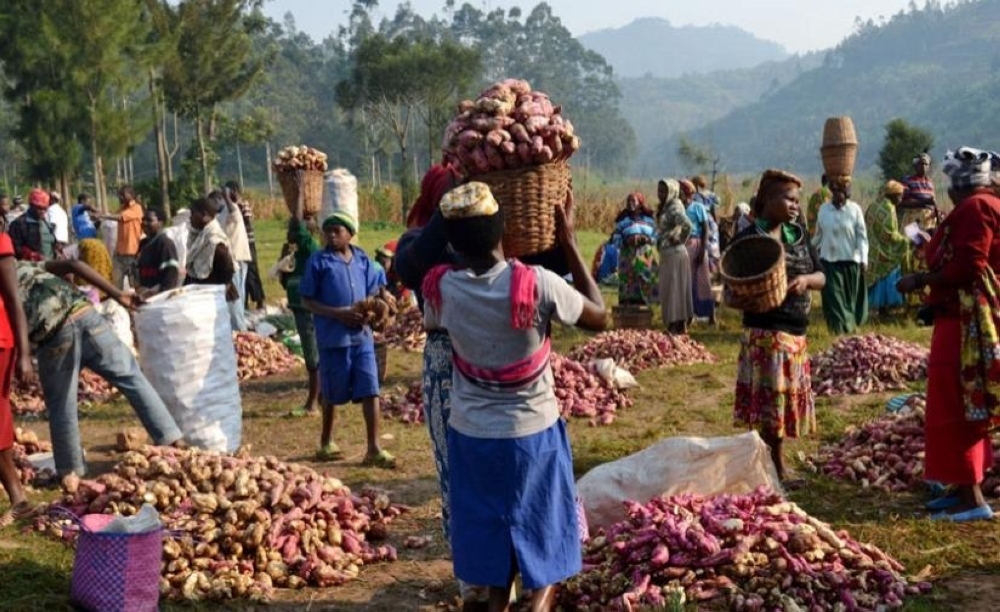 Farmers sell their orange-fleshed sweet potatoes at a rural market in Nyamasheke District. File