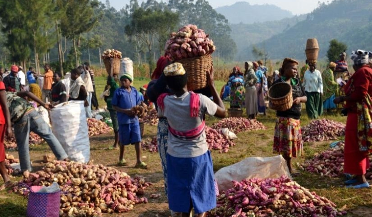Farmers sell their orange-fleshed sweet potatoes at a rural market in Nyamasheke District. File