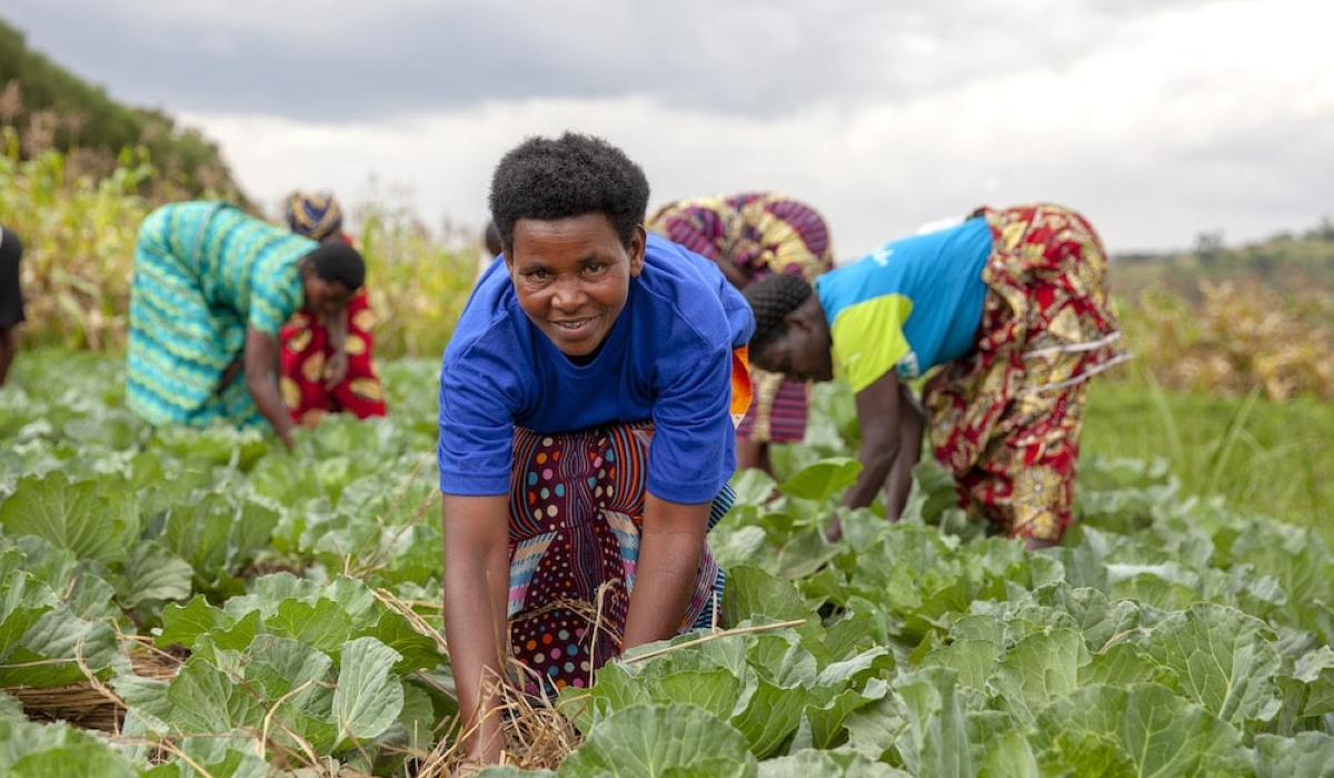 Cabbage farmers weed their plantations in Musanze District. The National Institute of Statistics of Rwanda released a household-based survey on labour market activities on January 24.Courtesy 