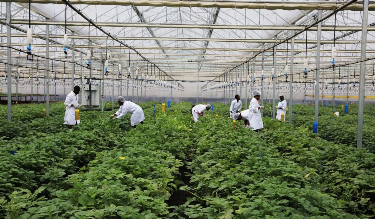 Workers inside a green house in which they grow new varieties of sweet potatoes in Musanze District. Sam Ngendahimana