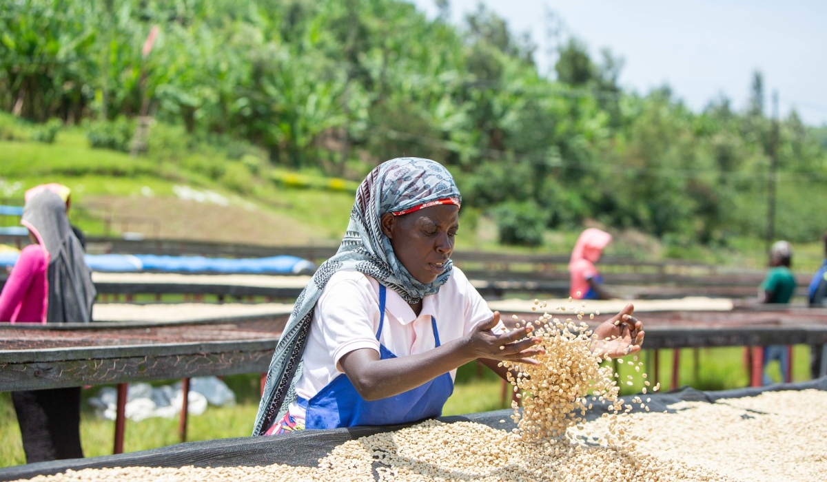 Farmers drying their coffee produce  in Ngoma District.Coffee is one of Rwanda’s top agricultural exports.  Photos by Dan Gatsinzi